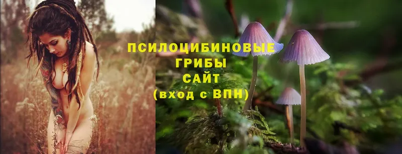 ссылка на мегу маркетплейс  Богородицк  Псилоцибиновые грибы Psilocybine cubensis 